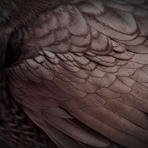 a close up photo of a bird's feathers