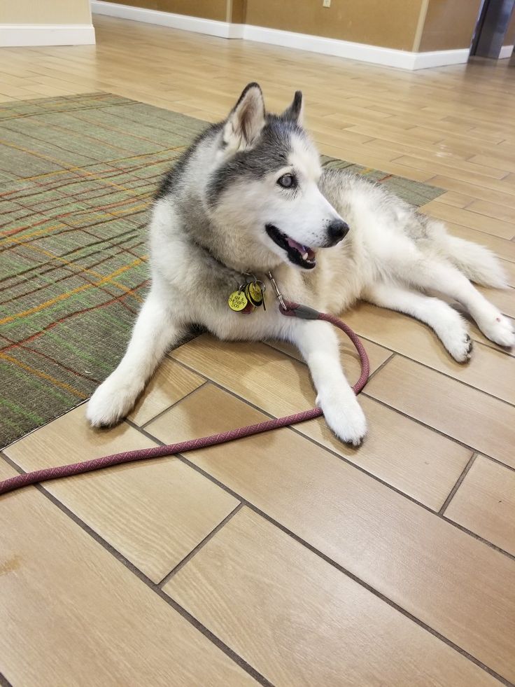 a husky dog is laying on the floor with its leash around it's neck