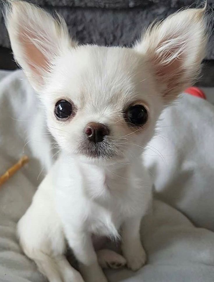 a small white dog sitting on top of a bed