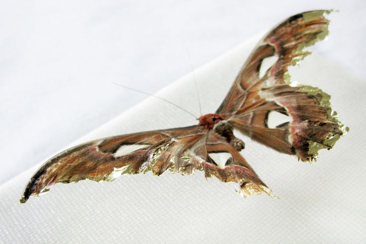 a moth that is sitting on a white cloth