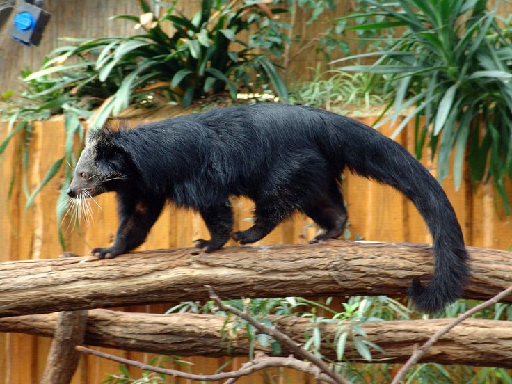 a black animal walking on top of a tree branch