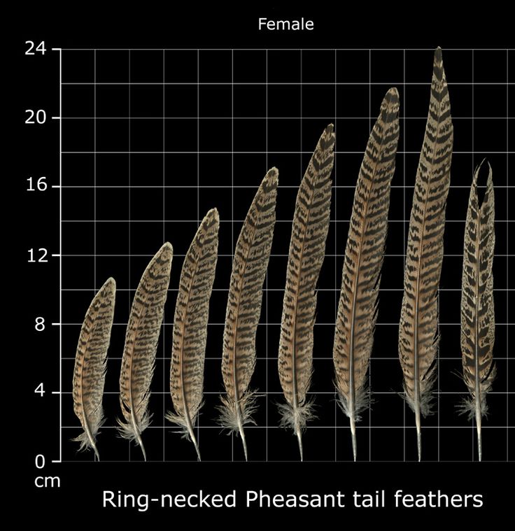 four feathers are shown on a grid with the same length as each feather, and one is