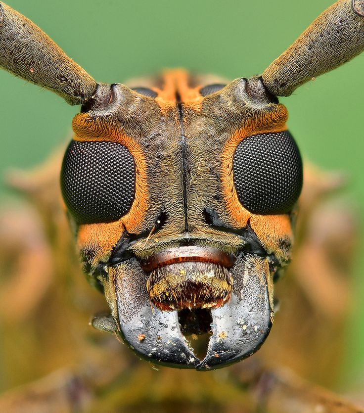 a close up photo of a bug's face