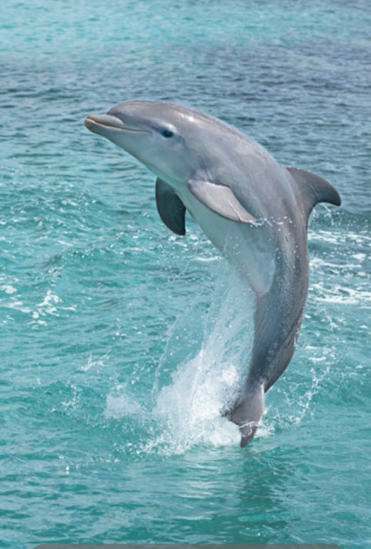 a dolphin is jumping out of the water