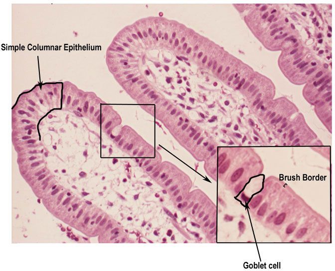 an image of the inside of a cell, showing different cells and their corresponding structures