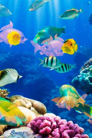 1b09e1b539e7c1d5d559fc7831f5bfa9.gif (320×480) | Aquarium live ...