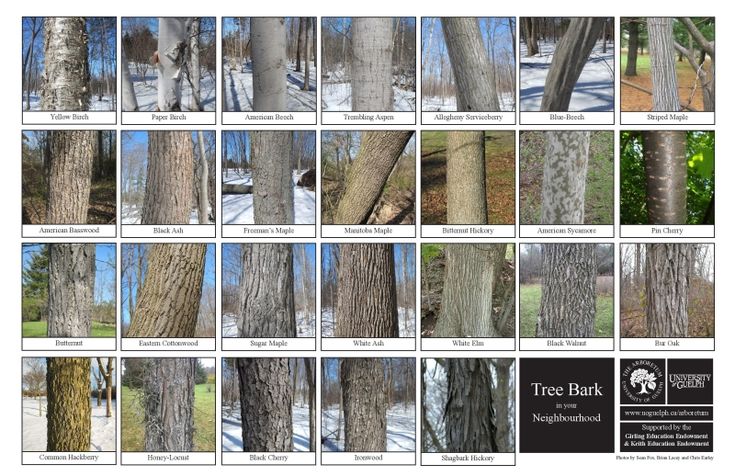 Biodiversity Identification Sheets: A fun way to learn what is out there! | The Arboretum Bark Identification, Wood Slices Projects, Tree Identification Chart, Tree Bark Identification, Maple Tree Bark, Wood Identification, Tree Leaf Identification, Plant Morphology, Identifying Trees