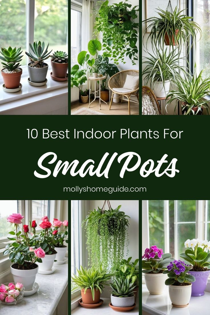 indoor plants for small pots with text overlay that reads 10 best indoor plants for small pots