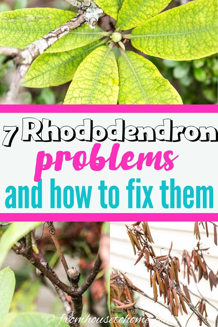 the words 7 rhomdendronn problems and how to fix them with pictures of leaves