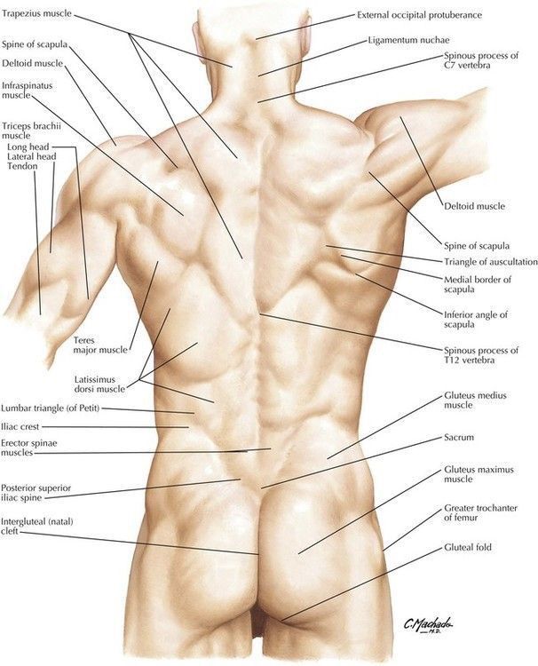 the back view of a man's muscular torso and upper body with labels on it