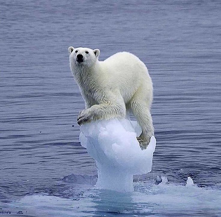 a polar bear standing on top of an iceberg in the middle of the ocean