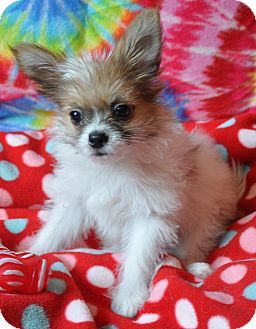 a small white and brown dog sitting on top of a red polka dot covered blanket