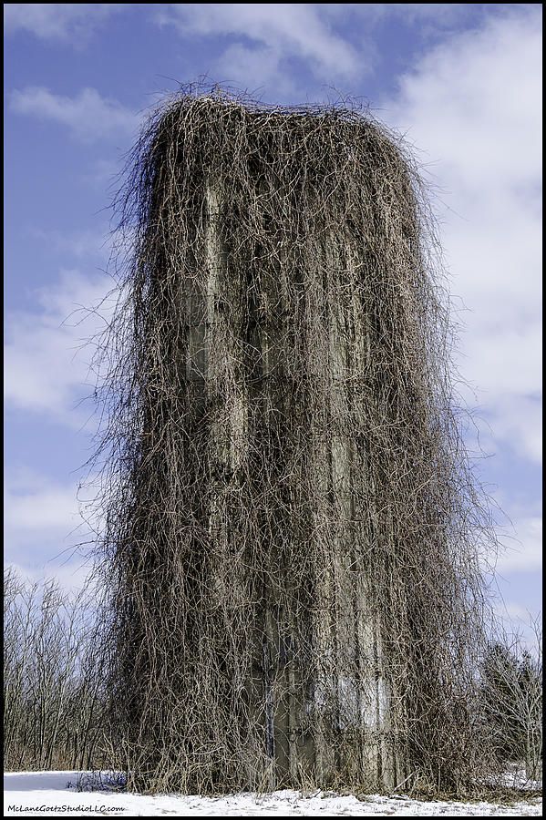 a very tall tree covered in lots of branches