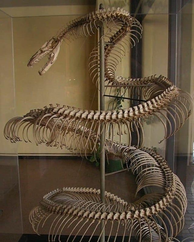 a large snake skeleton on display in a glass case