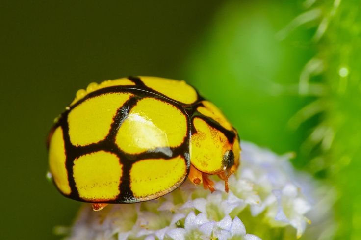 a yellow and black bug on some white flowers