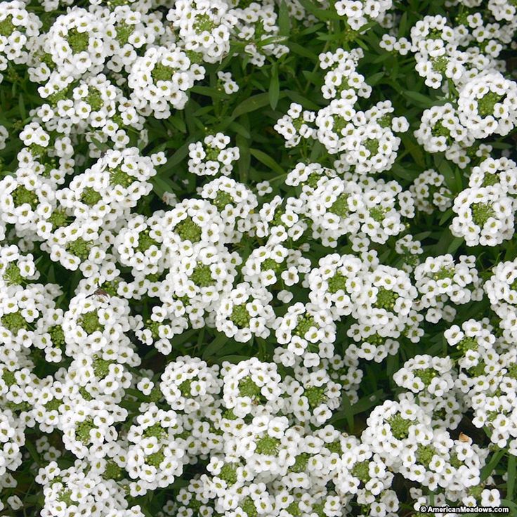 small white flowers with green centers in the grass