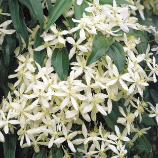 white flowers are blooming on green leaves