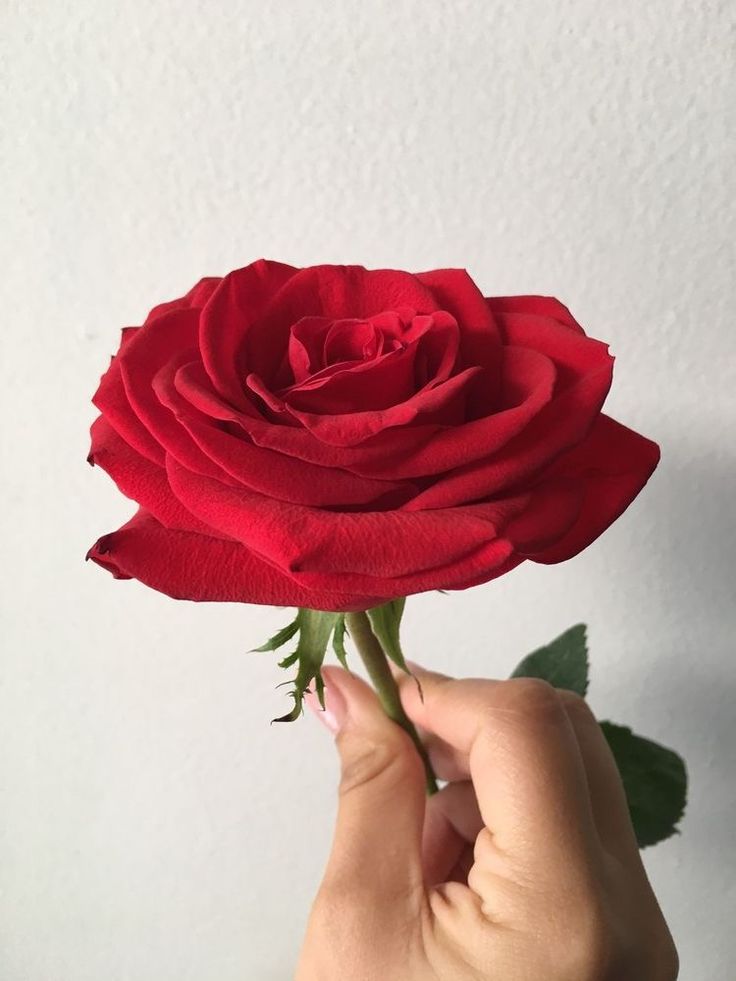 a person holding a red rose in their hand