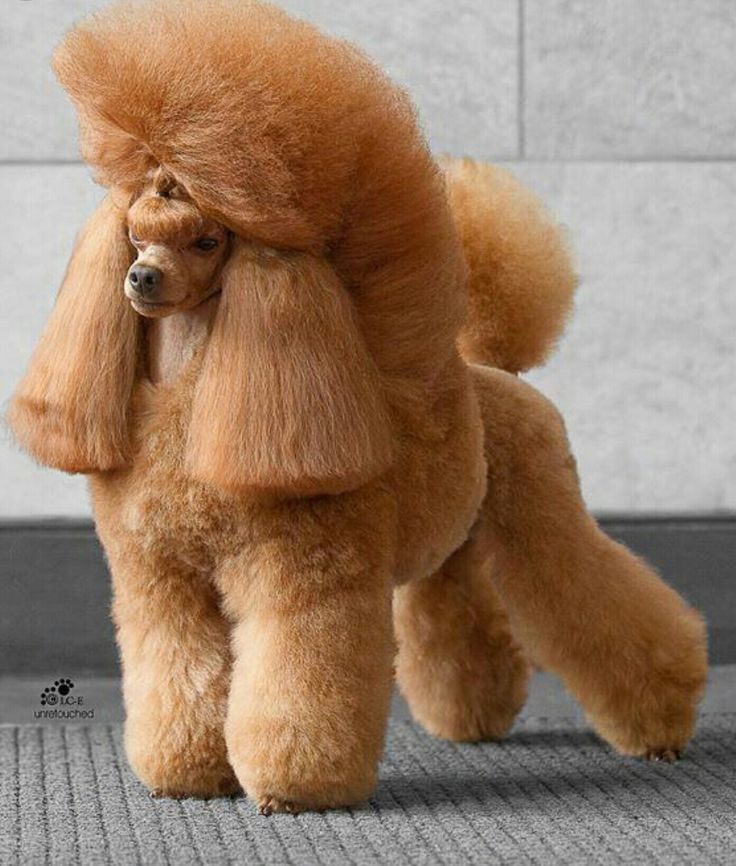 a brown poodle standing on top of a floor