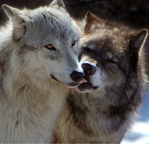 Kiss.Kiss... | Wolf dog, Wolf, Wolf love