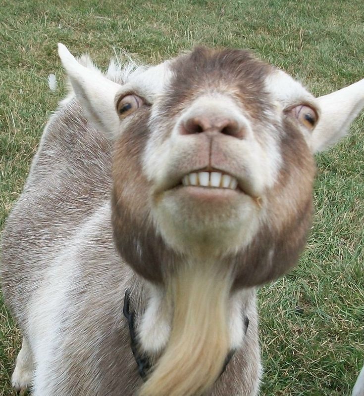 a goat that is looking up at the camera