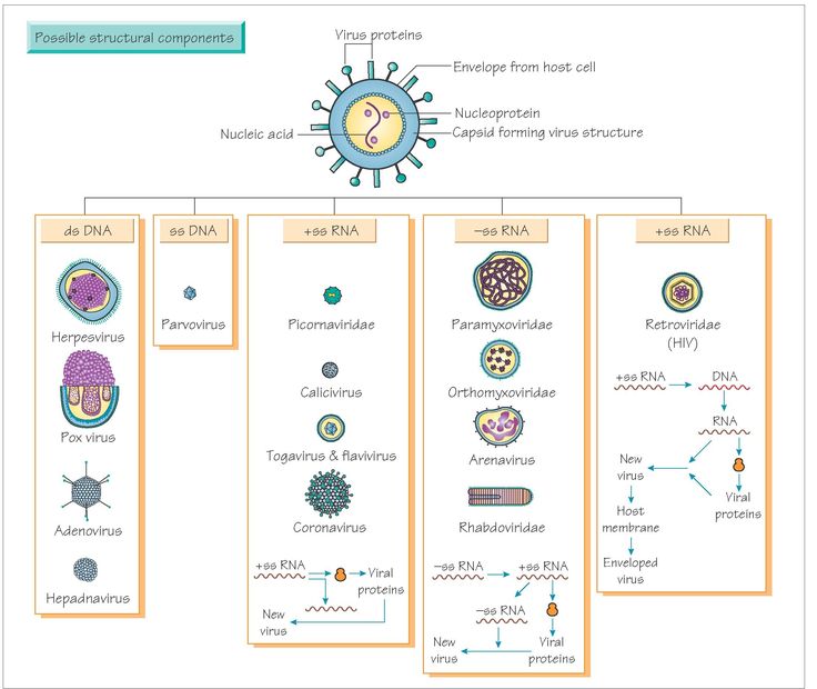 the diagram shows different types of cell membranes and how they are used to make them