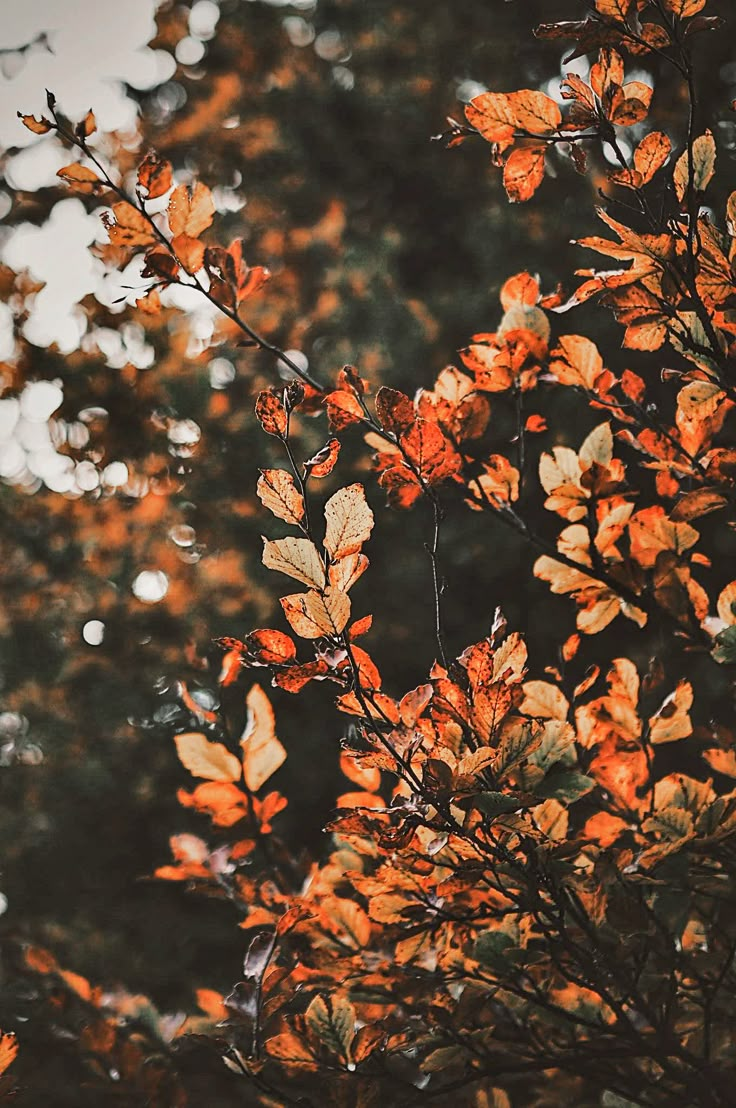 orange leaves are on the branches of a tree