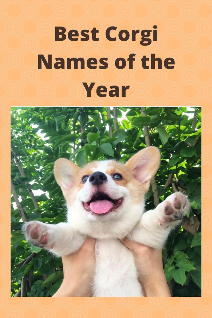 a small dog is holding its owner's hand in front of the camera and text reads best corgi names of the year