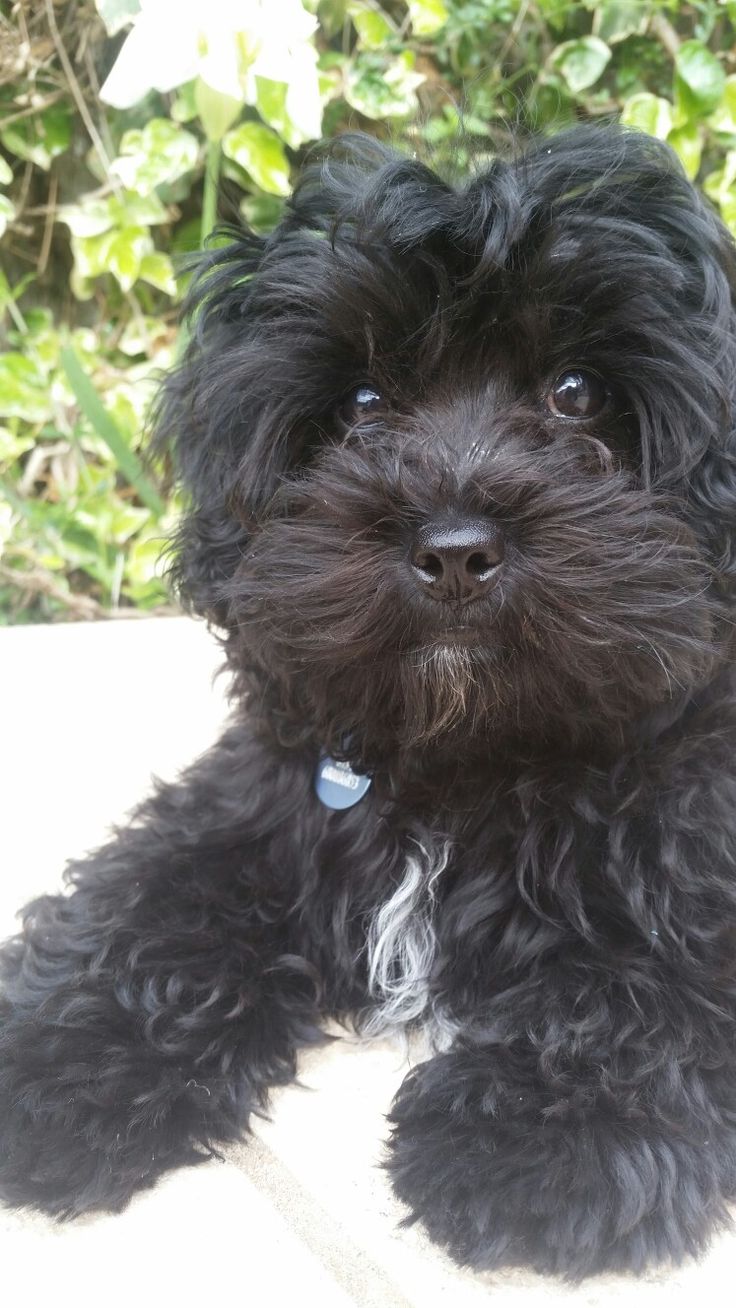 a small black dog sitting on top of a white table next to green plants and bushes