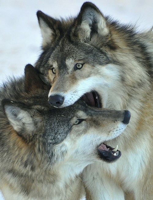 Wolf Brothers II (by EvesNature) | Wolf dog, Wolf spirit animal, Wolf ...