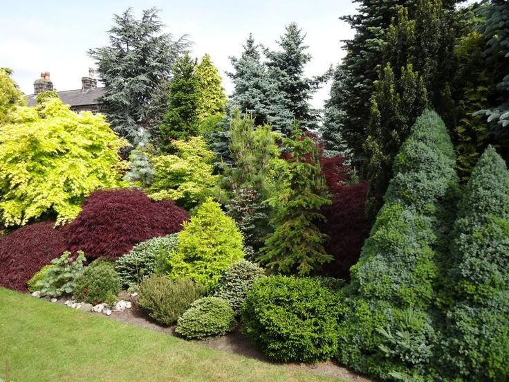 an assortment of trees and shrubs in a garden