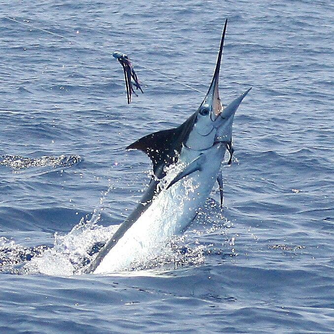 a marlin is jumping out of the water