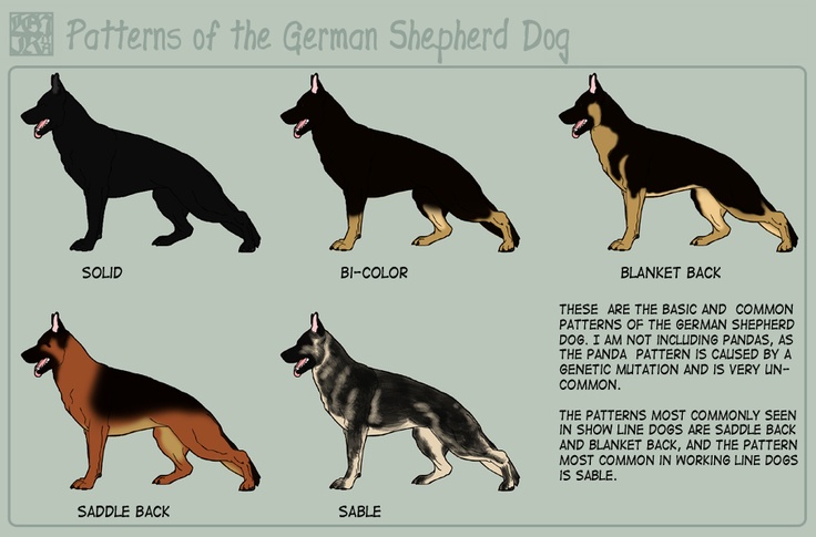 the german shepherd dog is shown in four different colors and sizes, including black, brown, and tan