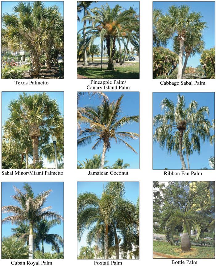 Palm tree identification, Tree identification, Palm trees