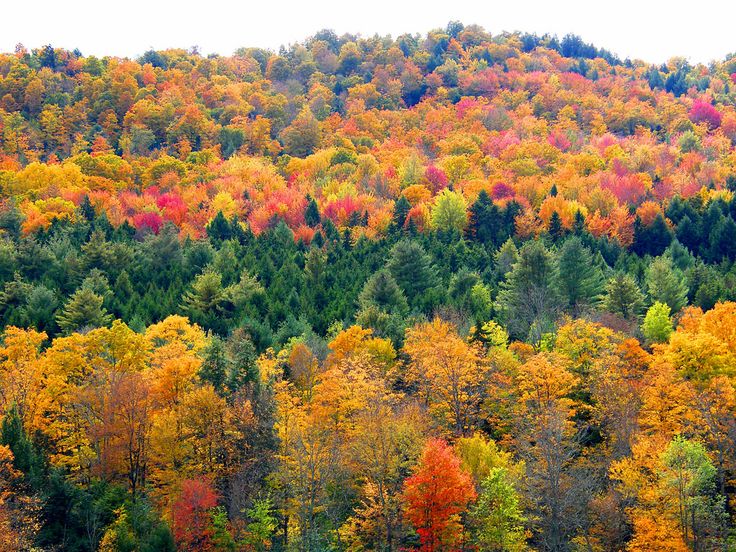 the trees are changing colors in the mountainside forest area as seen from an overlook point