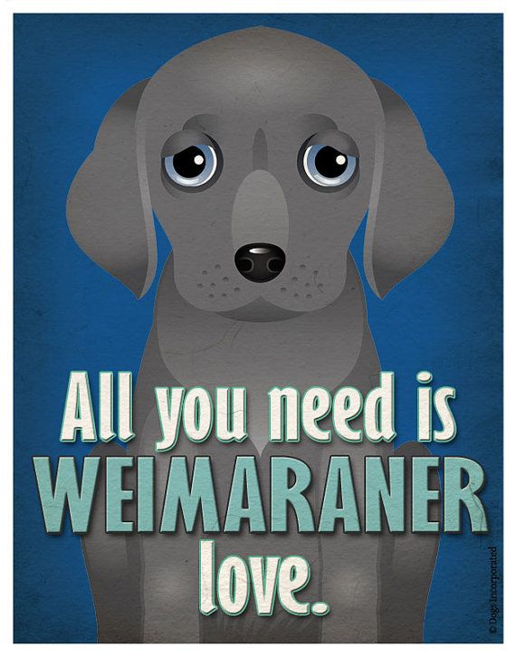 a gray dog with blue eyes and the words, all you need is weimar love