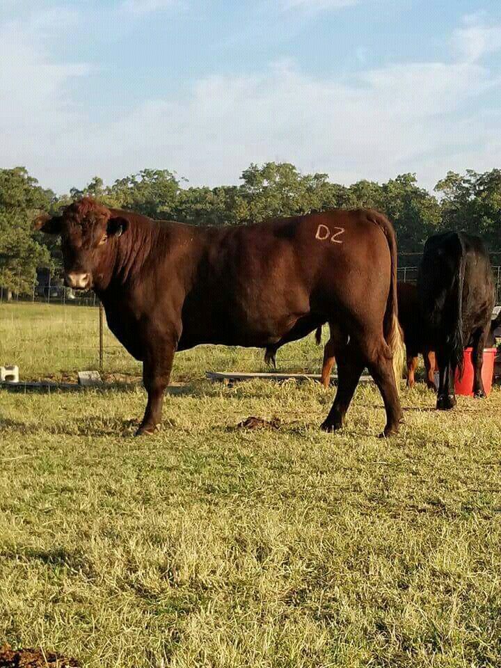 two brown cows are standing in the grass