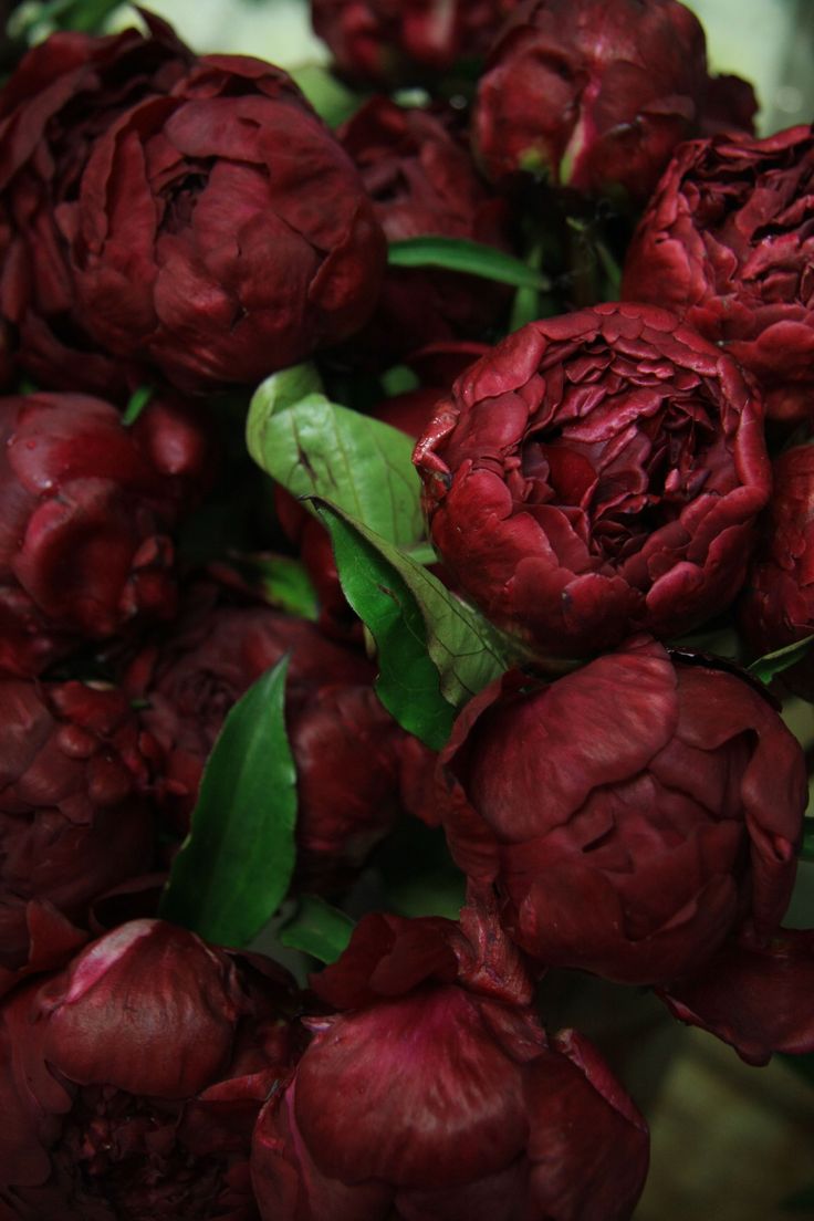 a bunch of red flowers sitting on top of a table