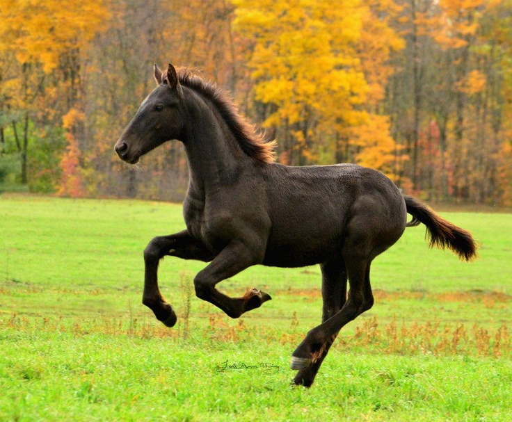 a black horse galloping through a field in front of trees with yellow and orange leaves