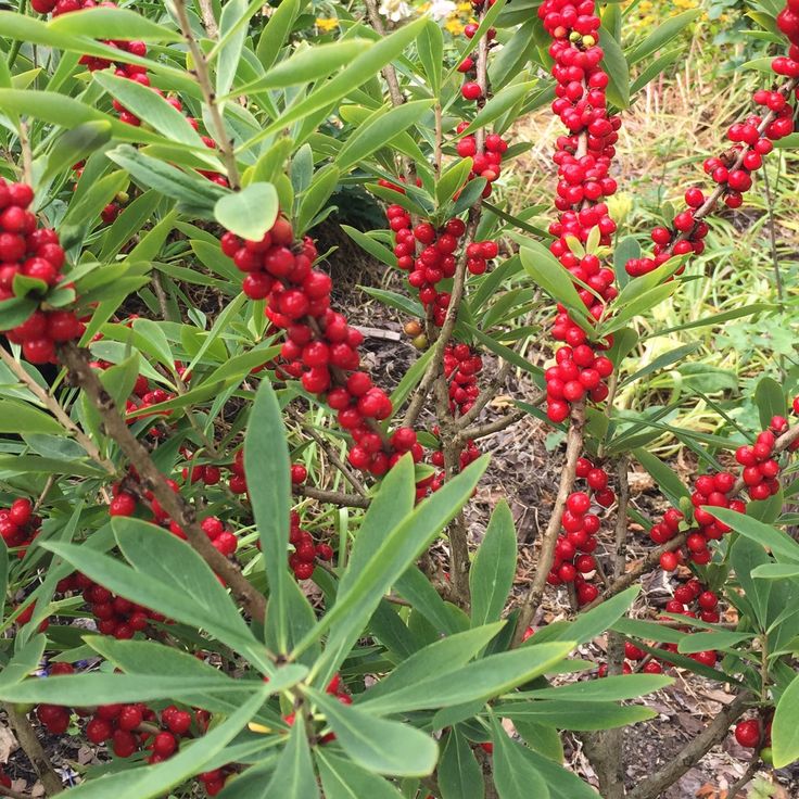 red berries are growing on the green leaves