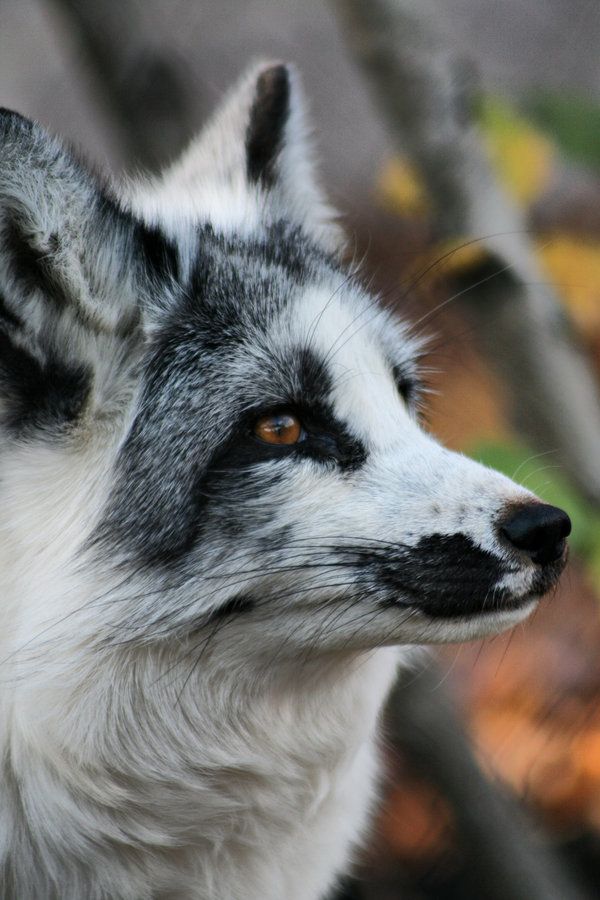 a gray and white wolf standing in front of a leaf filled tree with its head turned to the side