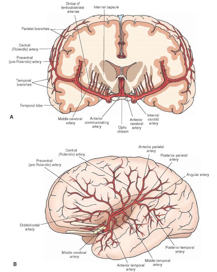 an image of the human brain and its major structures, including blood vessels in it