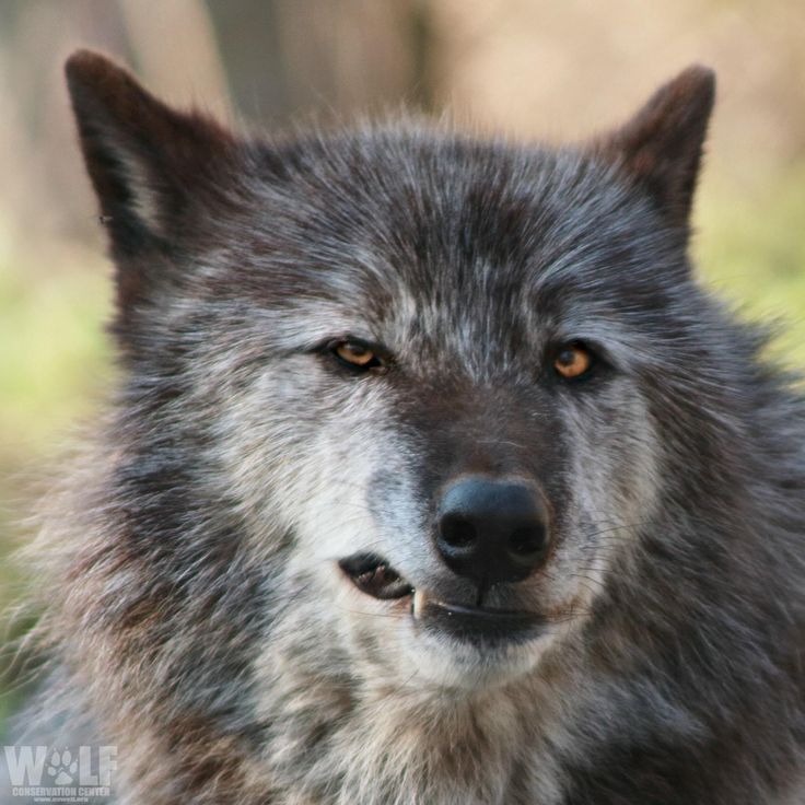 Pin by Lisa Carroll on Wolves | Wolf dog, Dog expressions, Wolf husky