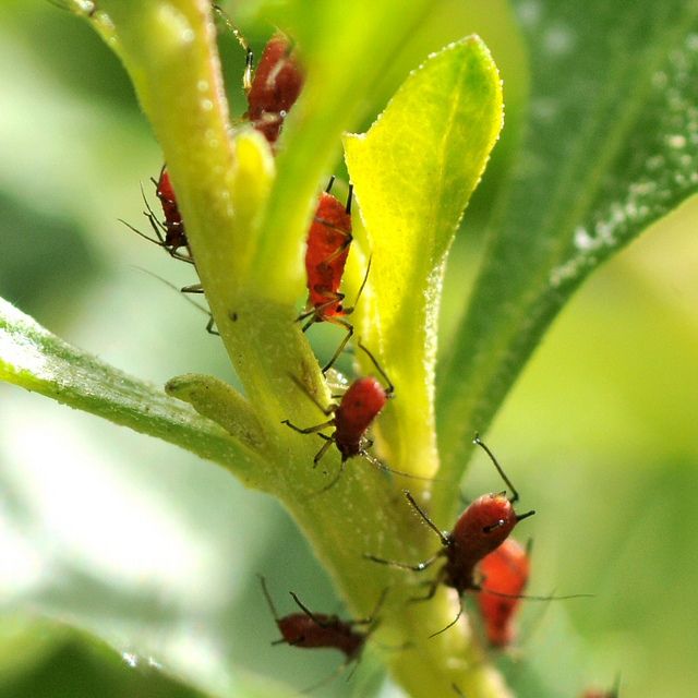 small red bugs on a green leaf in the sun