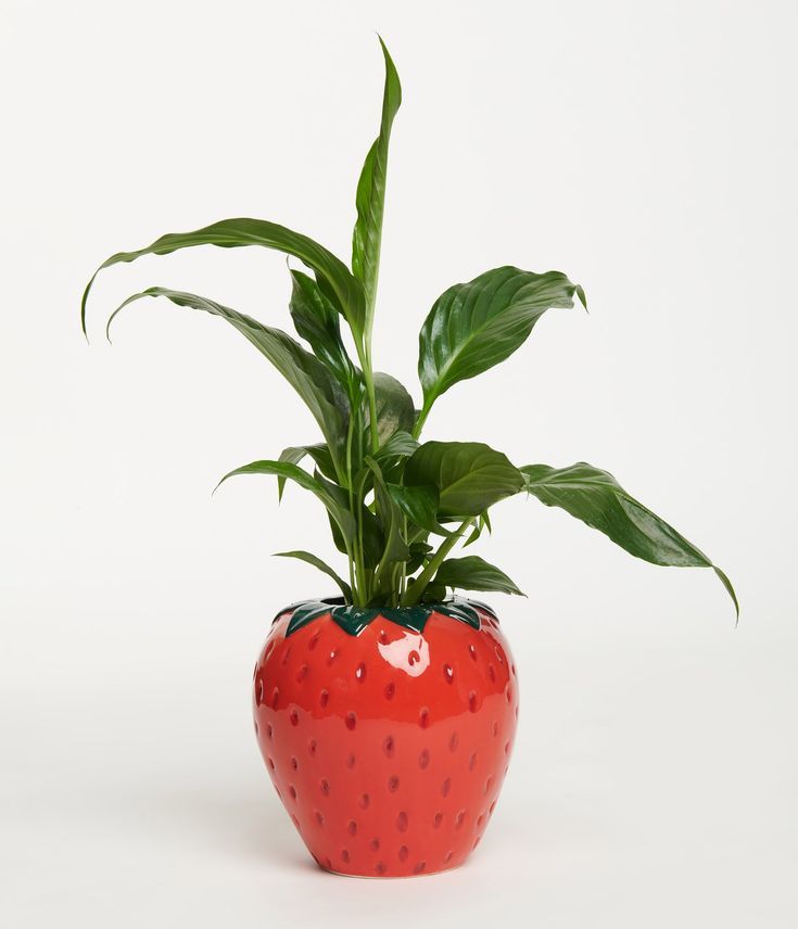 a potted plant in the shape of a strawberry