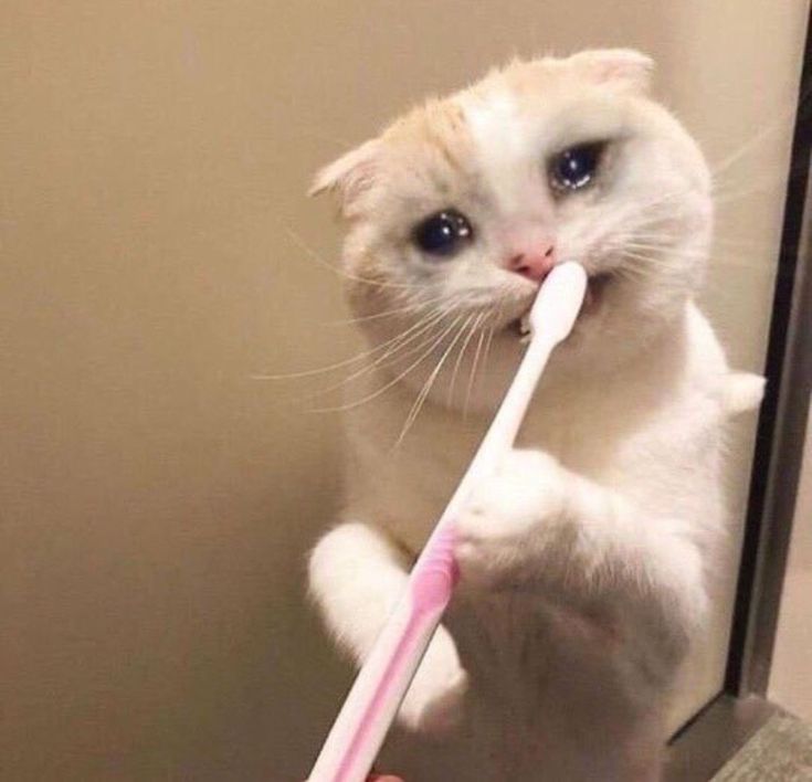 a white cat holding a pink toothbrush in it's mouth