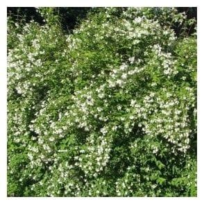 the white flowers are blooming on the bush