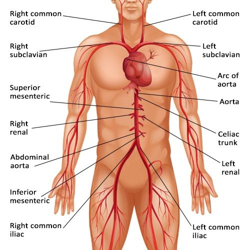 Major arteries Blood Vessels Anatomy, Major Arteries, Radiography Student, Musical Quiz, R Video, Abdominal Aorta, Human Body Organs, Body Diagram, Arteries And Veins