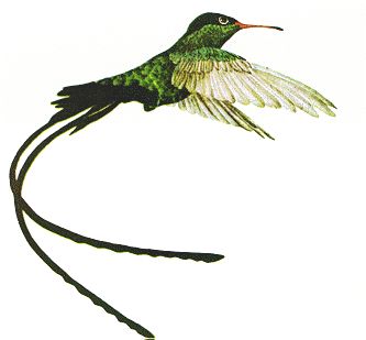 a hummingbird flying through the air with its wings spread