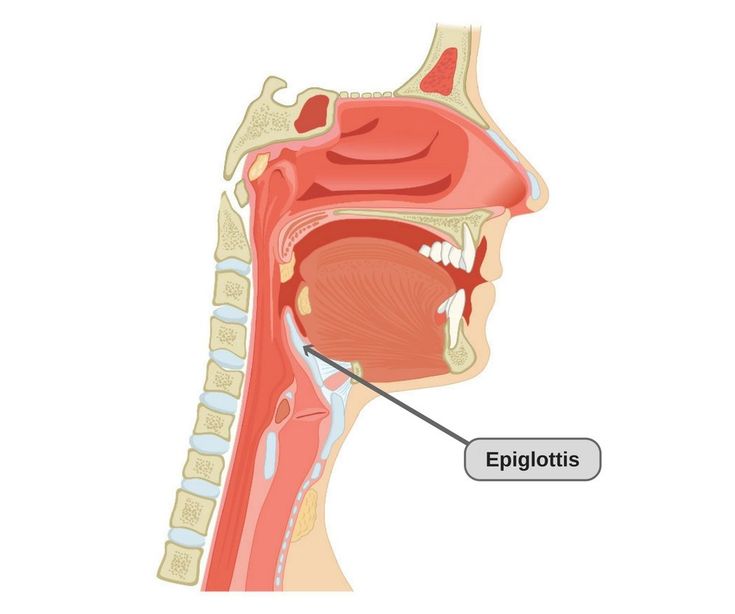 A tiny flap called the epiglottis, composed of elastic cartilage and ...